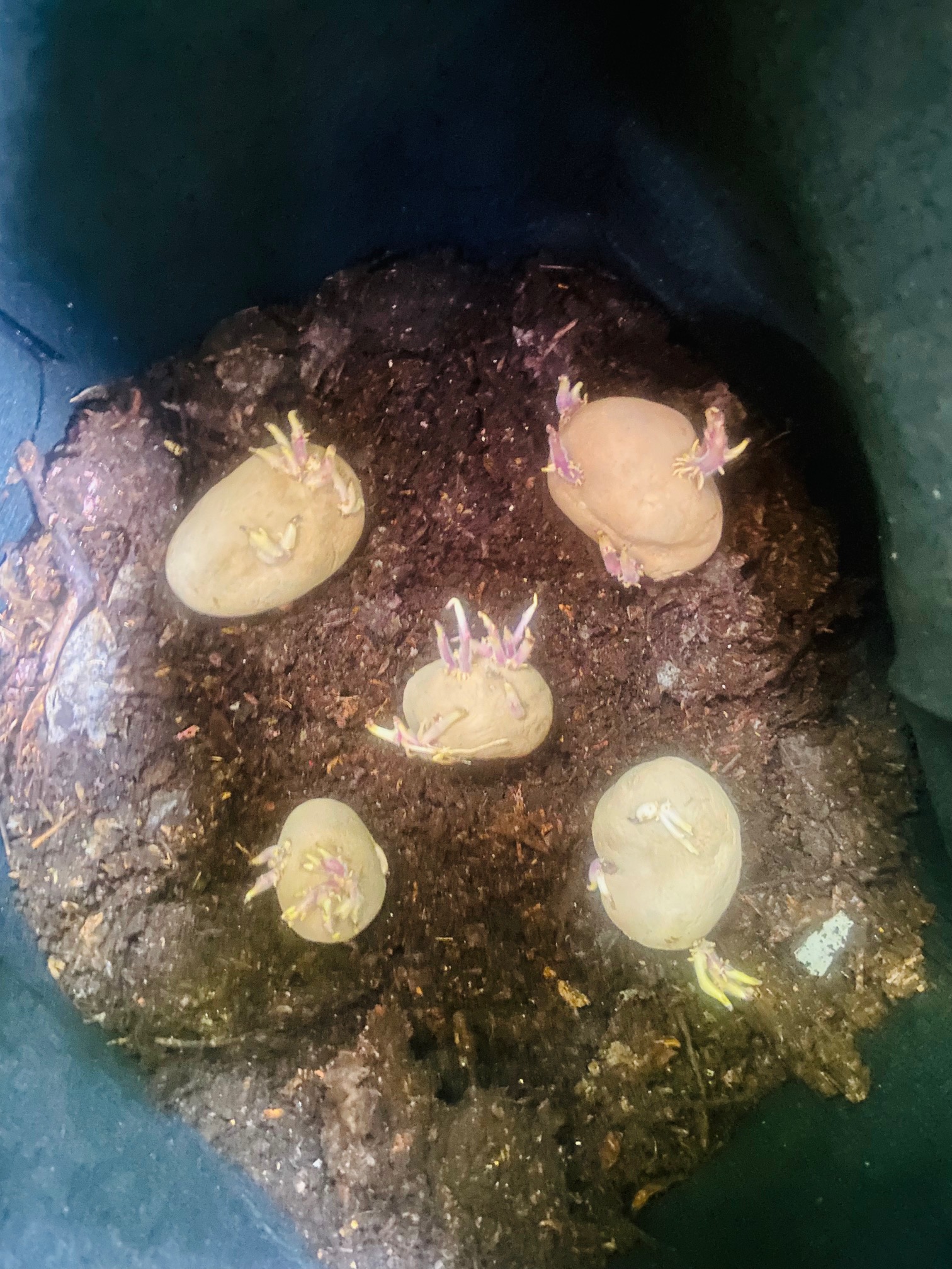 The Great Potato Bag Experiment!